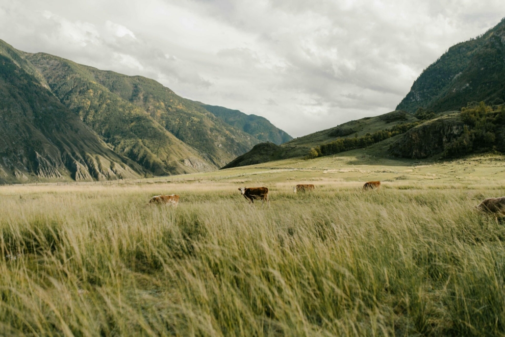 grassy field dude ranch vacation