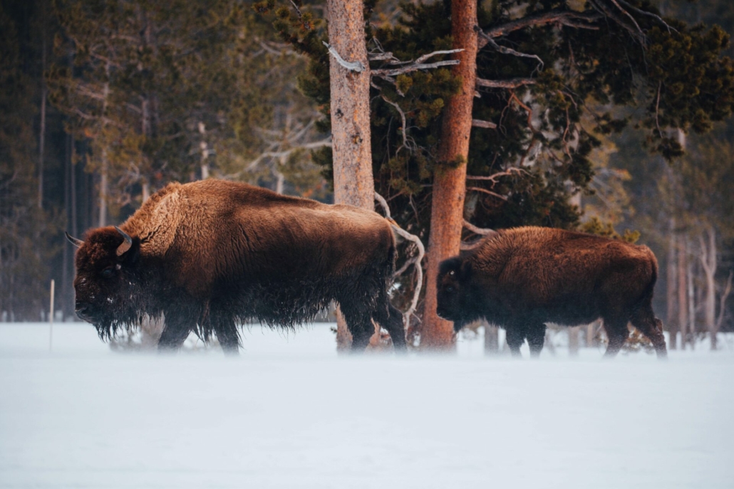 bison buffalo yellowstone pic