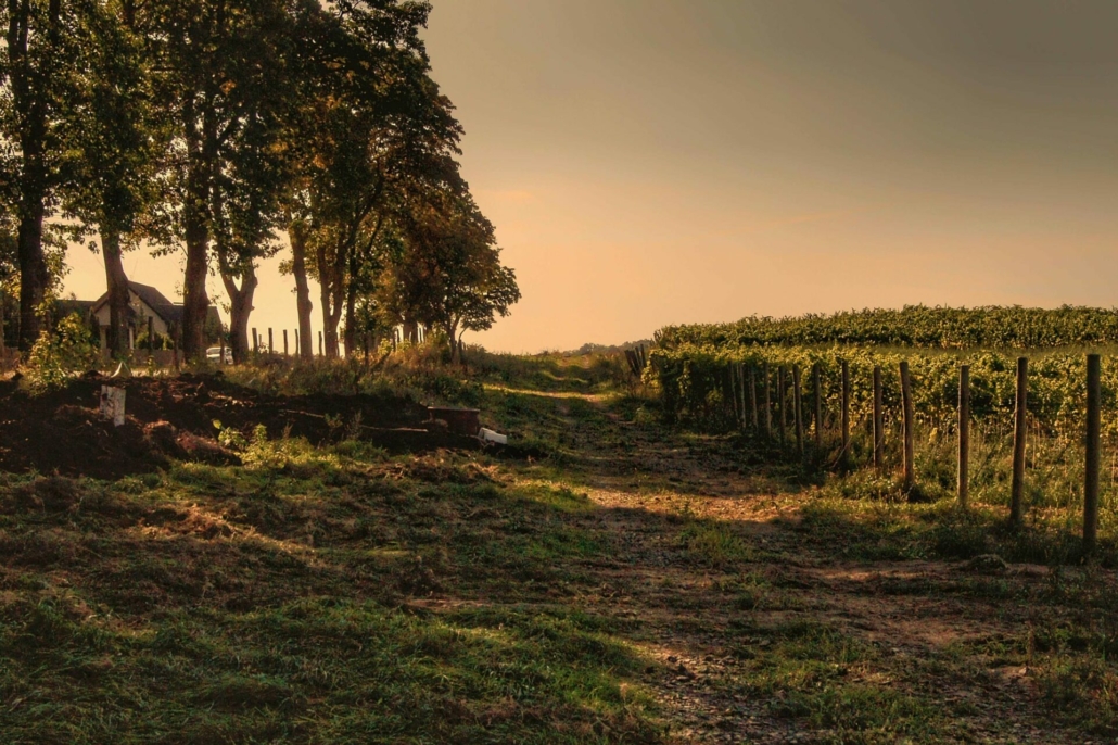 vineyard wedding