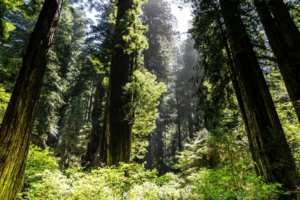 redwoods road trip